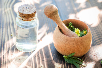 Fresh root tincture Potentilla argentea, known as hoary cinquefoil, silver cinquefoil, silvery cinquefoil, or silver-leaf cinquefoil