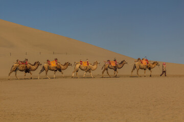 Fototapeta na wymiar Camels for tourist rides at Singing Sands Dune near Dunhuang, Gansu Province, China