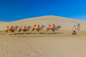 DUNHUANG, CHINA - AUGUST 21, 2018: Camels for tourist rides at Singing Sands Dune near Dunhuang, Gansu Province, China