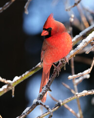 A male Northern Cardinal, Cardinalis cardinalis, sitting on a branch foraging for food in a forest following the first heavy snow fall of the season.