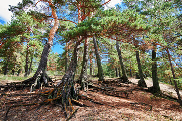 The landscape of Pinus sylvestris in Hailar park of Hulunbuir city of China.