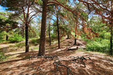 The landscape of Pinus sylvestris in Hailar park of Hulunbuir city of China.