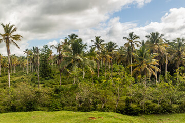 Obraz premium Landscape of central Dominican Republic