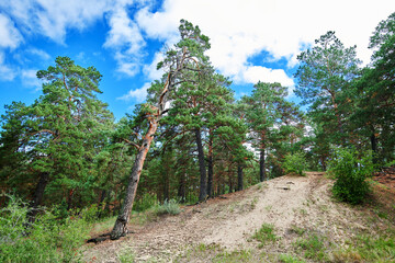 The landscape of Pinus sylvestris in Hailar park of Hulunbuir city of China.