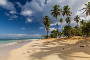 Palms on a beach in Las Terrenas, Dominican Republic