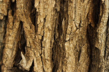 Old tree bark close-up with beautiful patterns for graphic design or Wallpaper Natural background in abstract style.