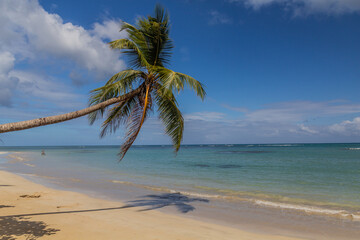 Palm on a beach in Las Terrenas, Dominican Republic