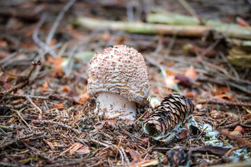 Amanita rubescens (blusher) mushroom growing in the woods
