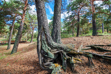 The landscape of Pinus sylvestris in Hailar park of Hulunbuir city of China.