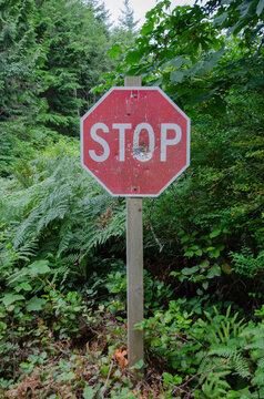 Stop sign with shotgun holes surrounded by vegetation