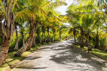 Palm lined road in Las Terrenas, Dominican Republic © Matyas Rehak
