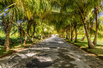 Palm lined road in Las Terrenas, Dominican Republic