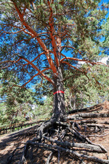 The landscape of Pinus sylvestris in Hailar park of Hulunbuir city of China.