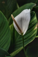 lily of the valley