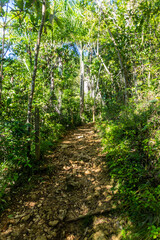 Hiking trail to El Limon waterfall, Dominican Republic