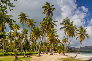 Fototapeta na wymiar Palms at a beach in Las Galeras, Dominican Republic