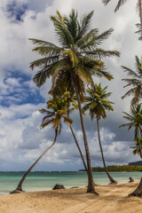 Obraz na płótnie Canvas Palms at a beach in Las Galeras, Dominican Republic