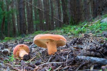 Lactifluus volemus (voluminous-latex milky) mushroom growing in the woods