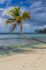 Palm at a beach in Las Galeras, Dominican Republic