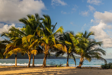 Fototapeta na wymiar Palms at Playa Rincon beach in Las Galeras, Dominican Republic