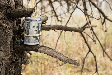 Twisted dollars bills on dry tree branches, American dollar in the autumn forest, close-up.
