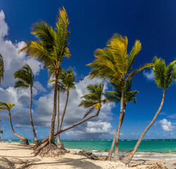 Palms at Bavaro beach, Dominican Republic