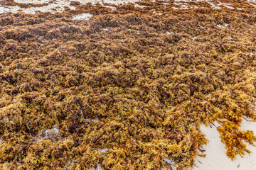 Seaweed at a sand beach