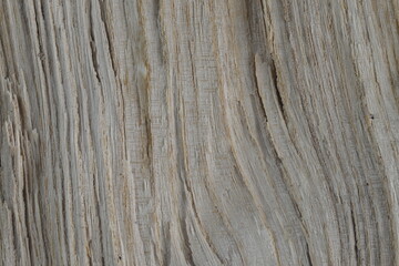 Surface of Split Firewood