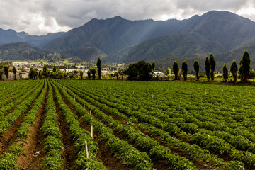 Agricultural landscape near Constanza, Dominican Republic