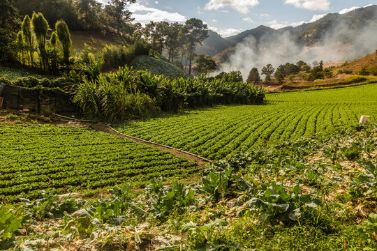 Agricultural landscape near Constanza, Dominican Republic