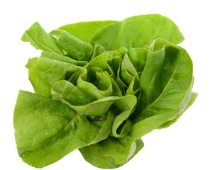 Green butter lettuce vegetable or salad on white surface. Fresh green salad isolated on white background. Food background with drops of water. Fresh butterhead salad. 