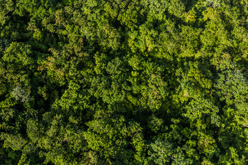 Aerial view of the forest of Isabel De Torres National Park near Puerto Plata, Dominican Republic