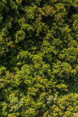 Naklejka premium Aerial view of the forest of Isabel De Torres National Park near Puerto Plata, Dominican Republic