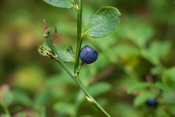 Bilberry growing in the woods