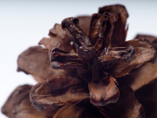 Close up shoot of Pine fruit on a white isolated background