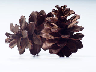 Close up shoot of Pine fruit on a white isolated background