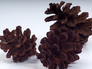 Close up shoot of Pine fruit on a white isolated background