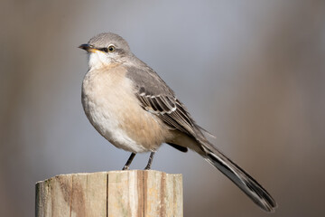 Closeup of a Northern mockingbird perched on wood under the sunlight with a blurry background