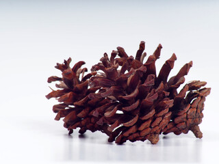 Close up shoot of Pine fruit on a white isolated background