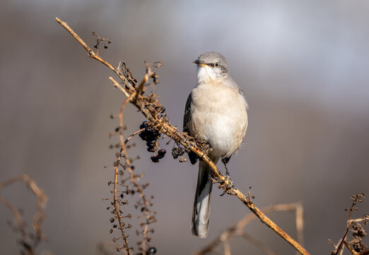 Closeup of a northern mockingbird on a branch in a field under the sunlight with a blurry background