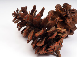 Close up shoot of Pine fruit on a white isolated background