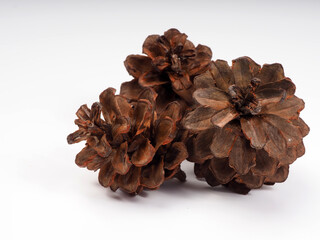 Close up shoot of Pine fruit on a white isolated background