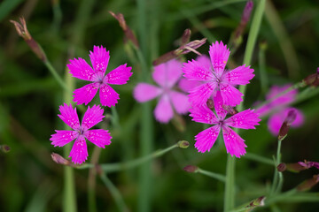 Maiden pink (Dianthus deltoides) flowers growing in the grass