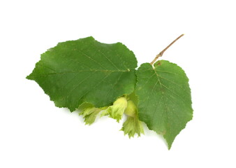 Unripe hazelnuts (Corylus avellana or common hazel) on branch with leaves isolated on white. Hazelnuts growing on green branch.