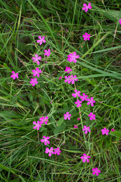 Maiden pink (Dianthus deltoides) flowers growing in the grass