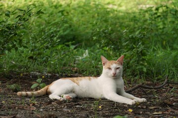 white cat on the grass