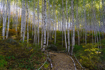 자작나무 Birch	