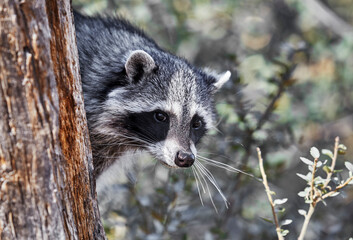 Bandit Masked Raccoon looking out from behind a Tree Trunk
