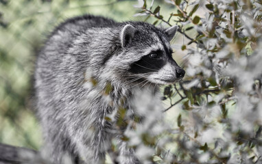 Bandit Masked Raccoon on Tree Branch
