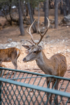 Vertical shot of red deer in an animal reserve in Hellin, Spain